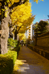 銀杏終わりかけ