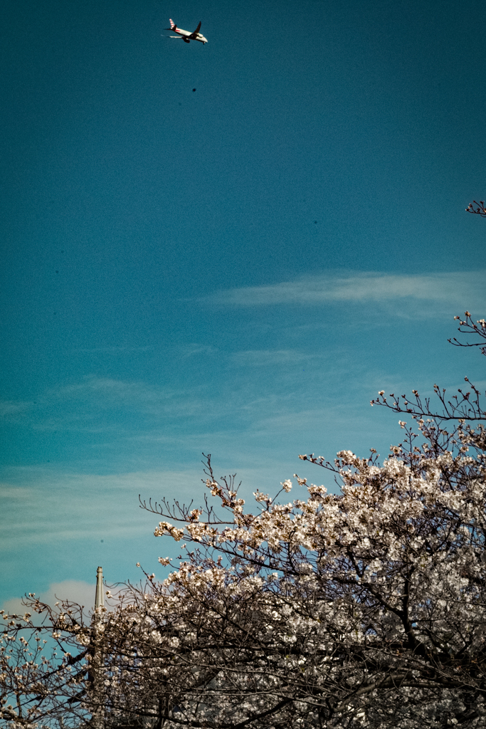桜と飛行機
