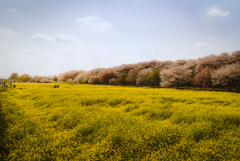 桜と菜の花