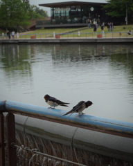 世界一美しいスタバと鳥