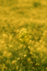 菜の花