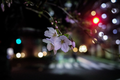 夜桜