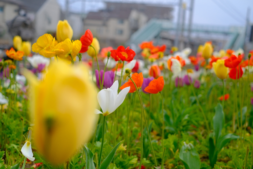 タイヤ公園の花壇