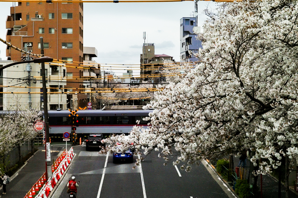 電車と桜