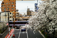電車と桜