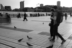 UENO Pigeon