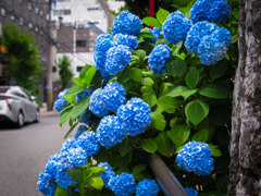 紫陽花