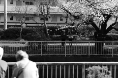 お花見