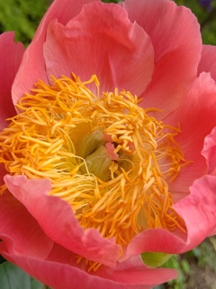 芍薬