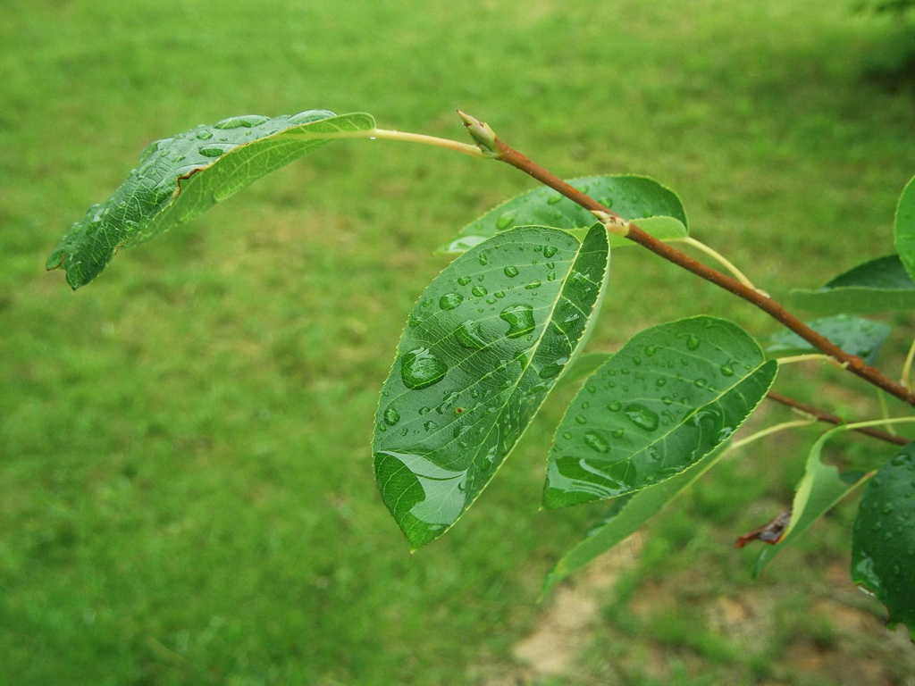 雨のあとで