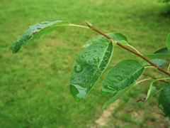 雨のあとで