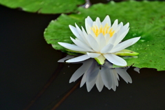 睡蓮