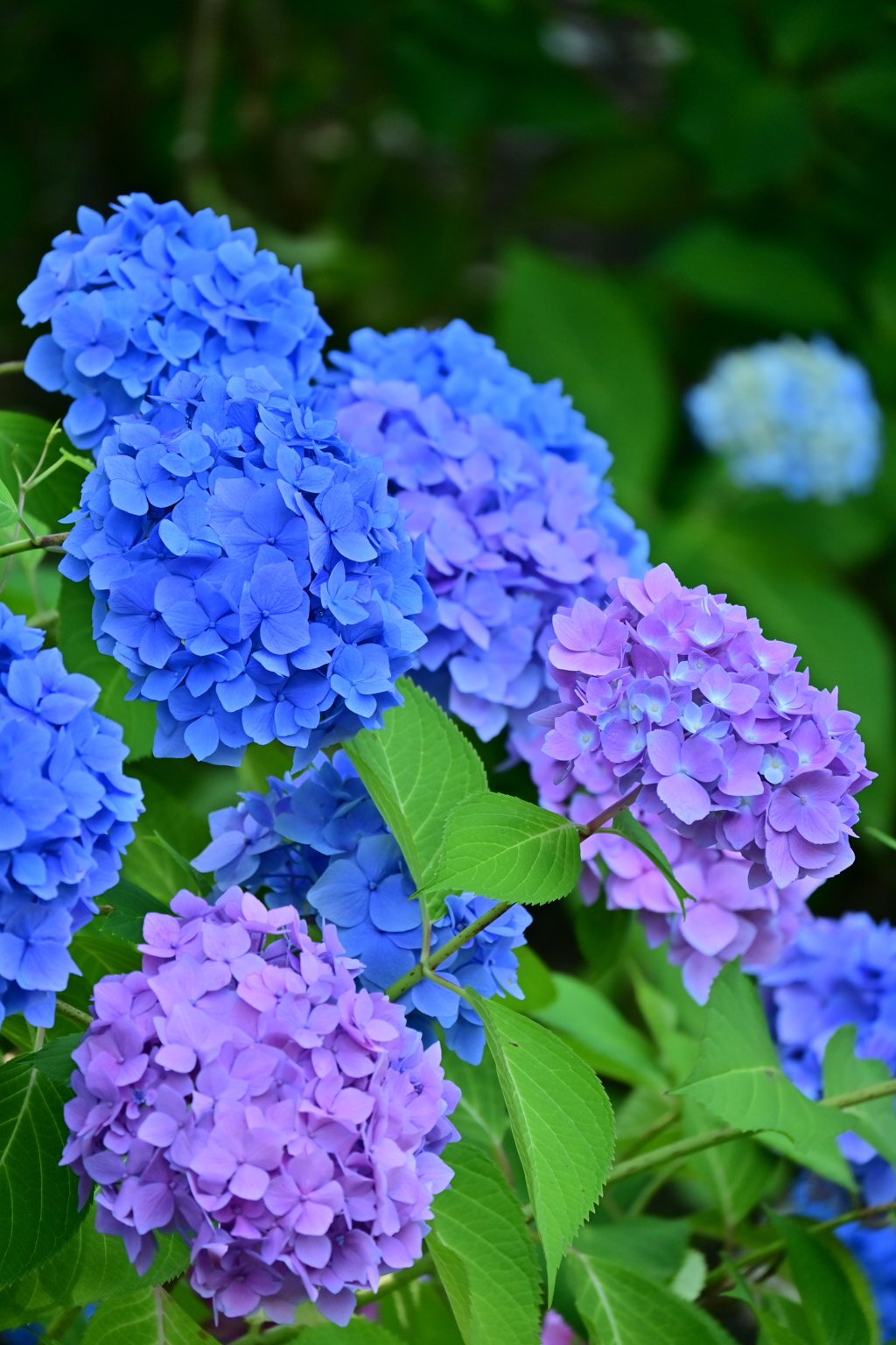 紫陽花