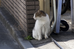 いつもの斜めのとこで待ってるっ