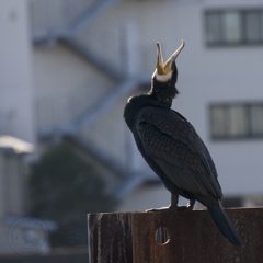 あーあ〜、空から魚が降ってこないかな〜！