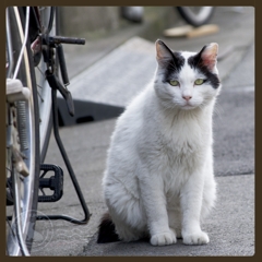 自転車とワタシ