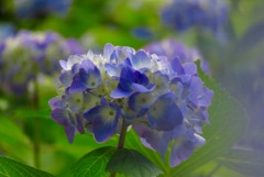 紫陽花