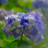 紫陽花