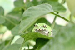 いつからいたの？