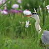 アオサギと花菖蒲