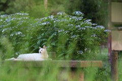 黄昏の猫