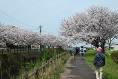 桜咲くウォーキング