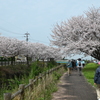 桜咲くウォーキング