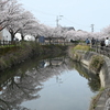 桜咲く小路