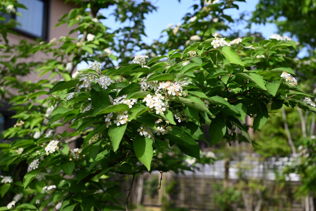 カマツカの花