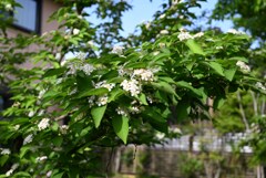 カマツカの花