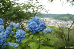 紫陽花
