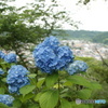 紫陽花