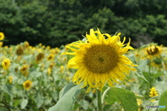 DSC00197
