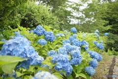 紫陽花