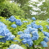 紫陽花