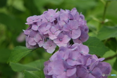紫陽花