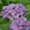 紫陽花