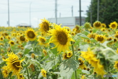 DSC00201