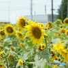 DSC00201