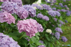紫陽花