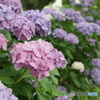 紫陽花