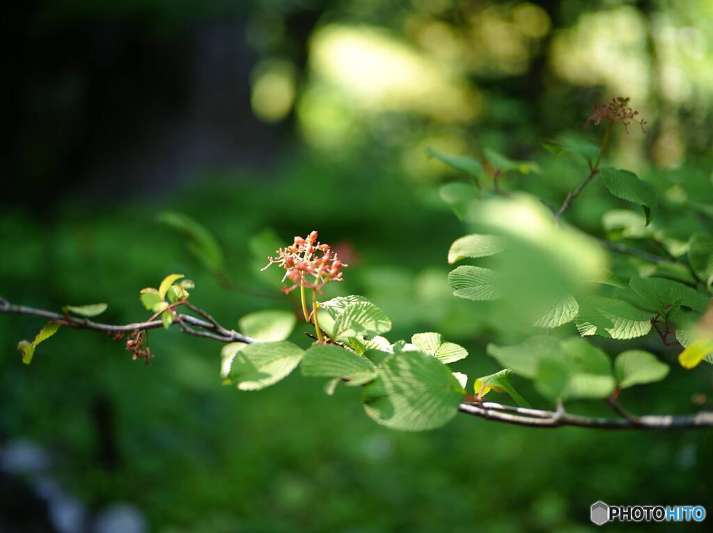 大手毬