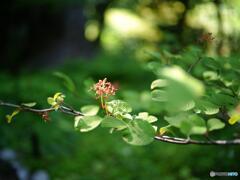 大手毬