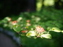 大手毬