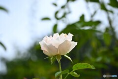 夏の残り花