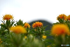 夏の彩り