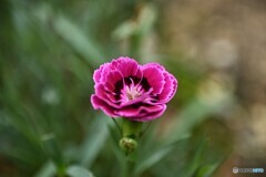 思い出に浸って 思い出に浸って