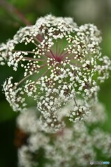 高原花火