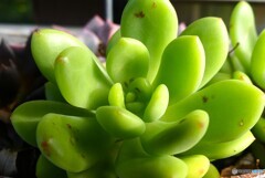 ひと夏の成長
