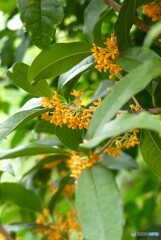 芳香の中で